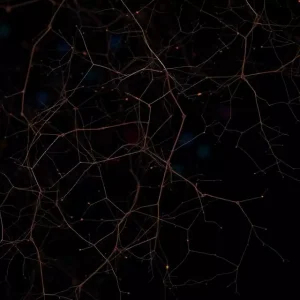 نوروسایکولوژی به تغییراتی در مغز میانسالان اشاره می‌کند که منجر به تعدیل هیجانات می‌شوند